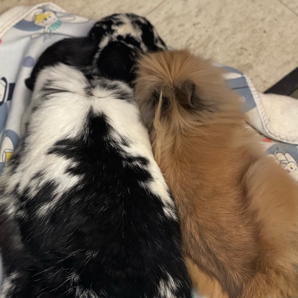 💝CUTE skate boarding bunny enamel pin white - proceeds go to charity. NWOT - Picture 3 of 5